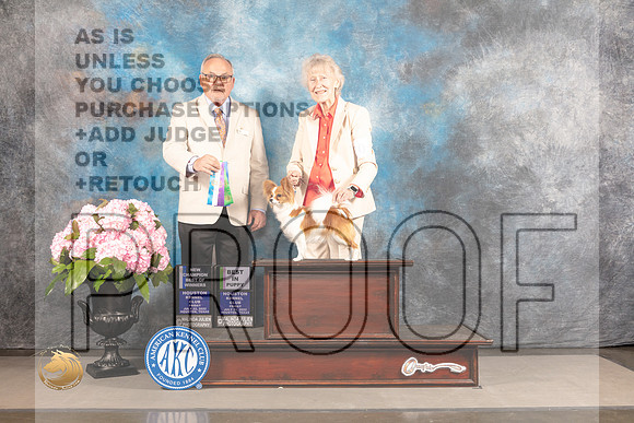 Papillon #20 FRI BOW BP NCH Judge Ken Murray_MJ_5526_Houston_2022_HR3