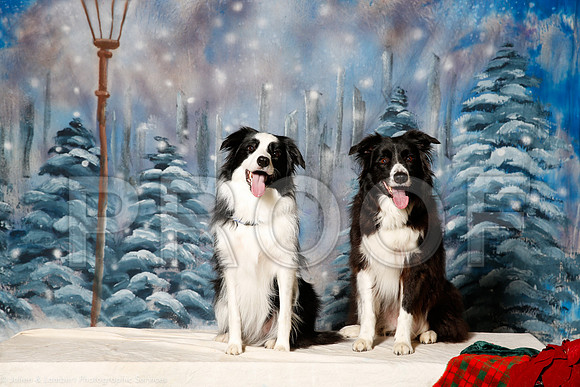 _ST_1263-PetsWestDec2015-HR3