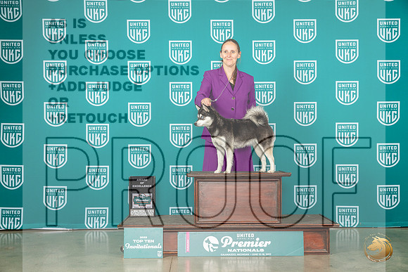 Alaskan Klee Kai #212 Thur AOE Judge Renee StrongMJP_4943_Premier2023_HR3