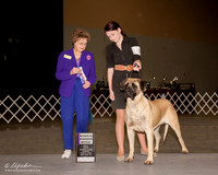Mastiff #18 Sun RWB Sherry Moon Judge Patricia Trotter