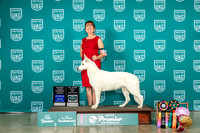 White Shepherd #787 Wed Thurs