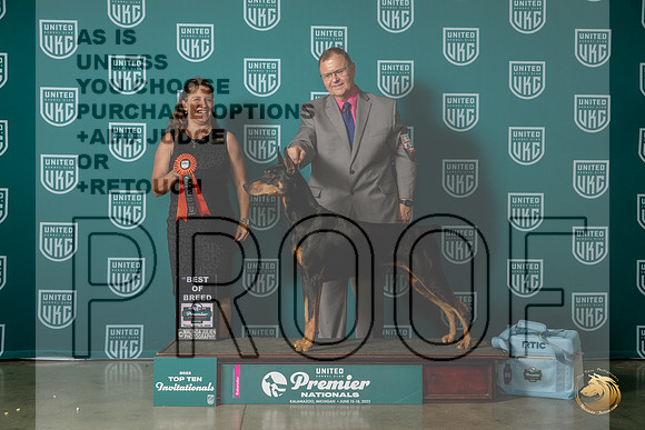 Doberman Pinscher #623 Thurs T10BOB Judge Tricia TillMJP_6525_Premier2023_HR3