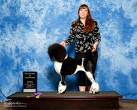 Poodle Multi Color #123 Sat S1 Champ of Champs Christie Martin