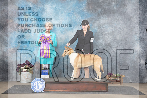 Collie Smooth #6 Sat BISS Judge Sulie Greendale-Paveza__JP_7433_Belton_2024_HR3