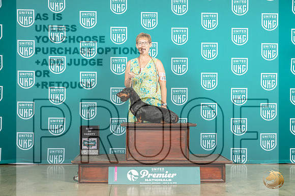 Dachshund #805 Sun BOV Judge Ron HornMJP_5812_Premier2023_HR3