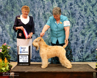 Soft Coated Wheaten Terrier #12 Sun BOW Tim Smith Judge Letitia Bett HR ABilene May 2013