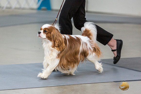 Cavalier King Charles Spaniel Liz SharpJJL_7936_ARK2023_HR3