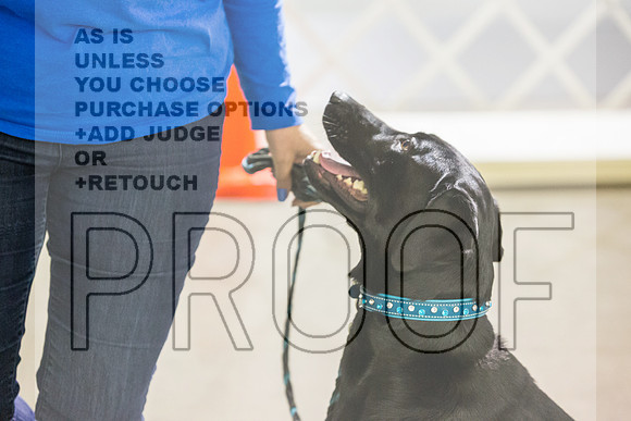 Labrador Retriever #21 Rings-JJL_8018_Abilene 2023-HR3