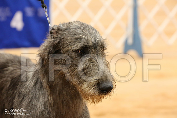 Irish-1326-Tex2013 HR3