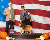 Shetland Sheepdogs #14 Sun BOS Carlisle Stephen Chad Ramines Judge Mr Allen L Odom