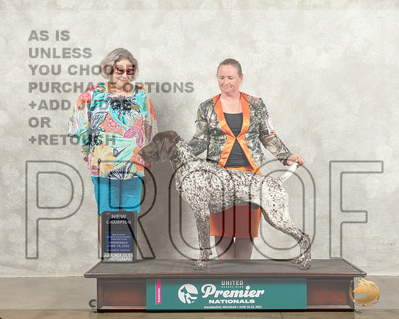 German Shorthaired Pointer #615 Wed BOW Judge Julie Pepper_MMJ_6693_Premier_2022_HR3