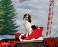 English Springer Spaniel #? Sat Custom Michelle Lingan