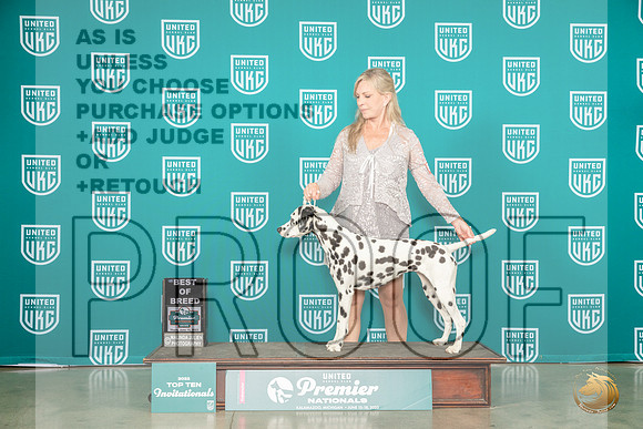 Dalmatian #150 Thur T10BOB Judge Felicity TrammellMJP_3762_Premier2023_HR3