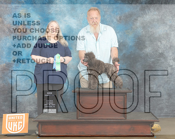 Poodle Mini MC #234 sat BF Ch Judge Malinda Julien-MJP_2626e_UKCLNGVWMAY 2023-HR3