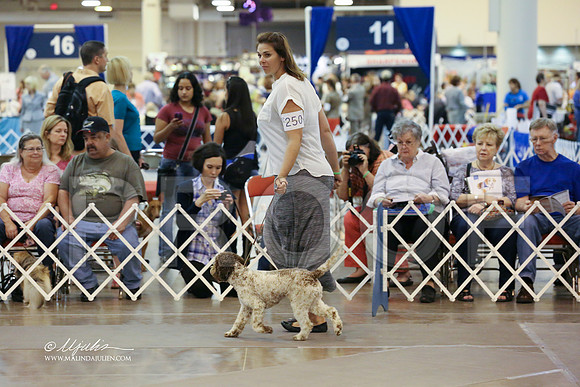 lagotto-6164-HR