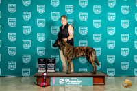 Dutch Shepherd #419 TD RO2