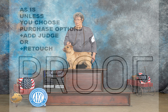 Norfolk Terrier #5 Thurs BOBOHBOB Judge Pat Trotter_MJ_5490_ARK2023_HR3