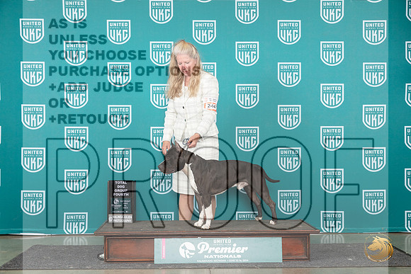 American Pit Bull Terrier #244 Sat TDG4 Judge Diane Price__JP_2658_Premier_2024_HR3
