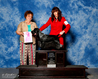 Cocker Spaniel Black #5 sun OH G1 Pillow Janice Judge Marilyn Pipes