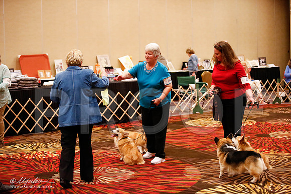 _JJ_7933-HstnCorgiFeb2015-HR3