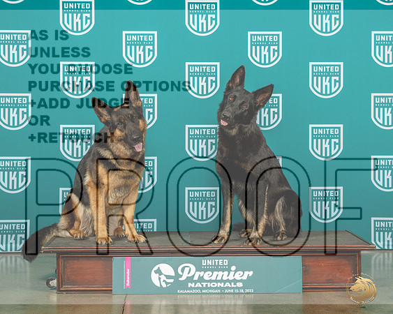 German Shepherd Dogs Mother DaughterMJP_4770_Premier2023_HR3