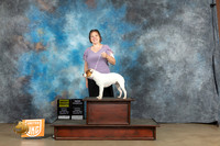 Staffordshire Bull Terrier #117 Sun  G4 Judge Michelle Blackowl Chevez
