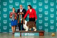 English Springer Spaniel #168 Thur Top10 Trammell Proctor