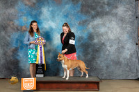 American Pitt Bull Terrier #269 Sat BIS Judge Amy Turner