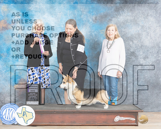 Pembroke Welsh Corgi #19 Sat RWD Judge Jan Paulk-MJP_0754e_Abilene2023-HR3