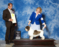 Petits Basset Griffon Vendeen #7 Fri G3 Planche Dina M and Diane Bolak and Gwen Huikeshoven Agent Lois DeMers Judge Ricardo Forastieri Gonzalez