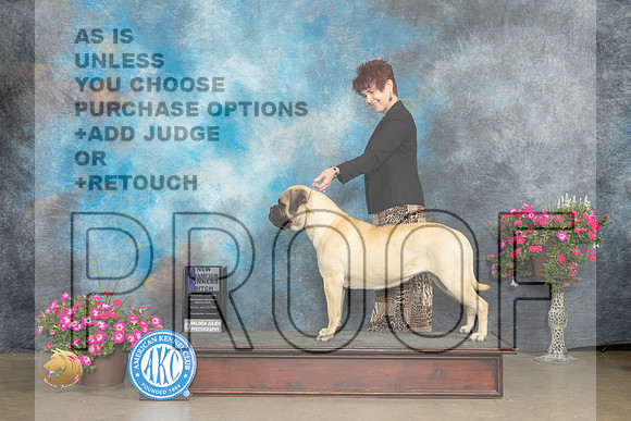Bullmastiff #16 Sun BOWCH Judge Gary Andersen_MJ_7024_ARK2023_HR3