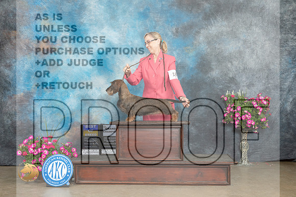 Dachshund Wirehaired #18 Sat BOBPGCH Judge Terry Stacy_MJ_6578_ARK2023_HR3
