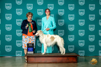 Silken Windhound #? Wed RGCH Judge Jennifer Landers