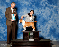 Miniature Bull Terrier #6 Sat BOH Dreyer M and R and E Massingill and V Giamo Judge Jon cole