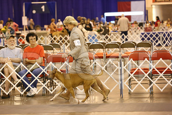 AmStaff-3836-HR300