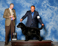 Labrador Retriever #15 Sat BOB Bae Kong Cheol Agent Sergio Espejo +J Jon cole