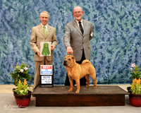 Chinese Shar Pei #6 Larry & Deena Harvey Judge Fred Bassett HR ABilene May 2013