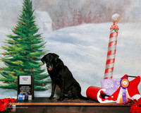 Labrador Retriever #? Sat HIT Susan Dyer