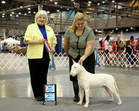Bull Terrier (White) #25 Wed Maj Win BOS Blair Aguillard & Jones & HJones & Kenny Gonzales Judge G Geringer HR Houston Jul 2013