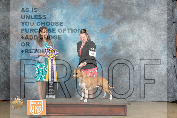 American Pitt Bull Terrier #269 Sat BIS Judge Amy TurnerMJP_2309_UKCLNVWMAY2023_HR3