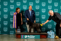 Kerry Blue Terrier #895 Sun BIS Judge Tricia Till