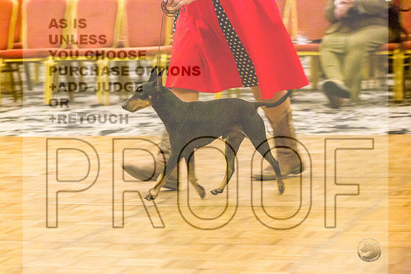 Manchester Terrier MTOY Candids-JJL_2218-Hstn2022_HR3