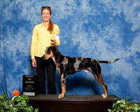 Louisiana Catahoula Leopard Dog #123 Sun BOB Cecilia Steel