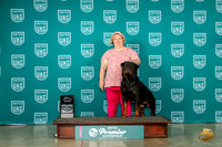 Rottweiler #596 Sat RQ Judge James Comunle