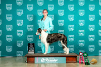Silken Windhound #1133 Sat TDG3 Judge