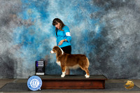 Australian Shepherd #18 Mon WB Judge June Penta