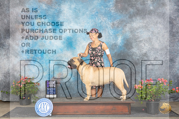 Bullmastiff #6 Sun WBM Judge Karen McFarlane__JP_6057_San Antonio_2024_HR3