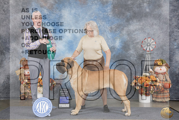 Mastiff #8 Fri OHG3 Judge Steve Keating_WP_0030e_Amarillo 2026