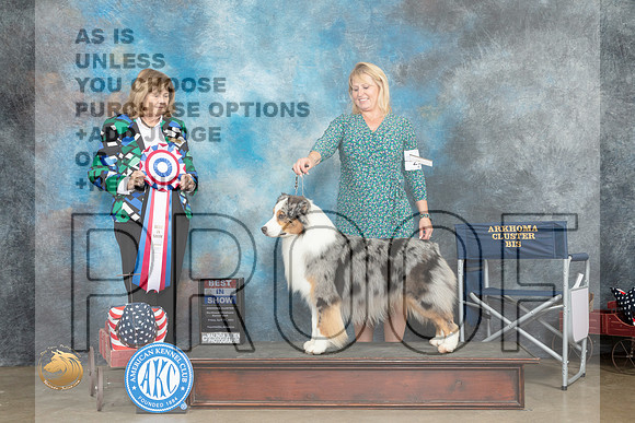 Australian Shepherd #29 Fri BIS Judge Linn Klingel Brown_MJ_6319_ARK2023_HR3