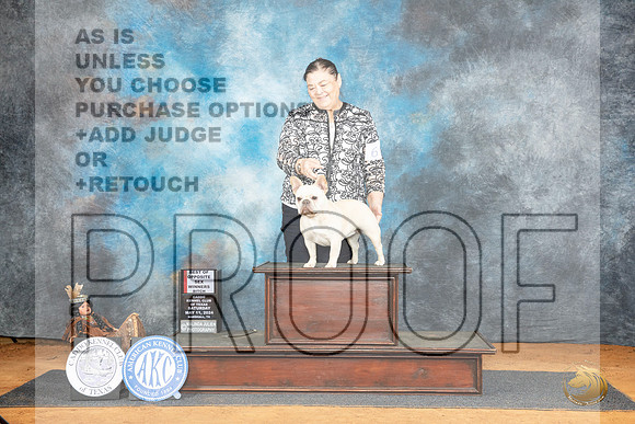 French Bulldog #6 Sat WBBOS Judge Suzanne Dillin__JP_7588_MARSHALL_2024_HR3